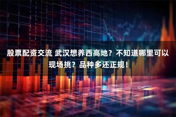 股票配资交流 武汉想养西高地？不知道哪里可以现场挑？品种多还正规！